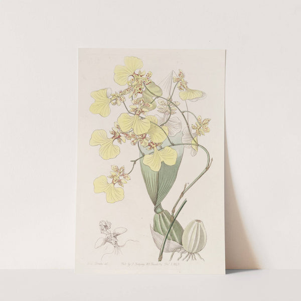 Two-coloured Oncidium by Sydenham Edwards