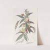 Two-coloured Pigeon Pea by Sydenham Edwards