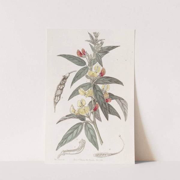Two-coloured Pigeon Pea by Sydenham Edwards