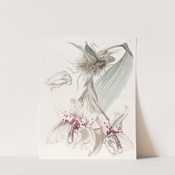 Two-coloured Von Martius' Stanhopea by Sydenham Edwards