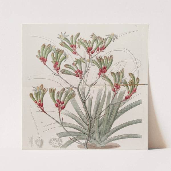 Two-coloured yellow-haired Anigozanthus (1815-1819) by Sydenham Edwards