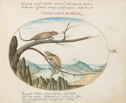 Two Common or Mediterranean Chameleons above San Sebastián, Spain (1575-1590)