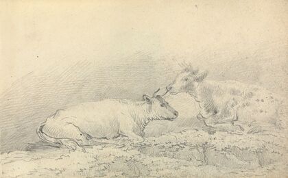 Two Cows Resting