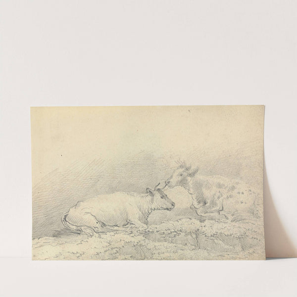 Two Cows Resting by Thomas Bradshaw