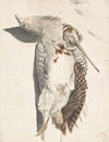 Two Dead Birds (A Quail and a Long-Beaked Bird)