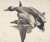 Two Dead Ducks