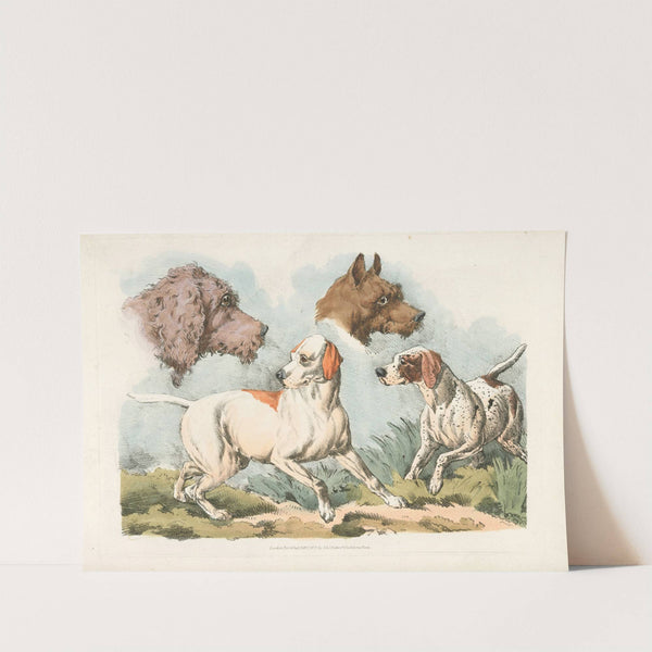 Two dogs and two dog heads (1817-1818) by Henry Thomas Alken