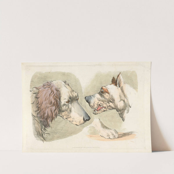 Two dogs’ heads and a paw. (1817-1818) by Henry Thomas Alken
