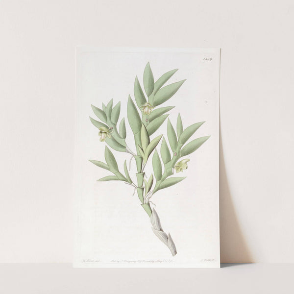 Two-edged Dendrobium by Sydenham Edwards