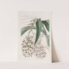 Two-footed Epidendrum by Sydenham Edwards