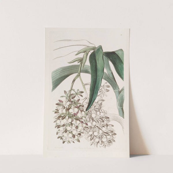 Two-footed Epidendrum by Sydenham Edwards