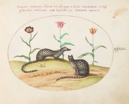 Two Genets or Civet Cats with Tulips (1575-1590)