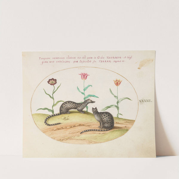 Two Genets or Civet Cats with Tulips (1575-1590) by Joris Hoefnagel
