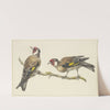 Two goldfinches by J. H. Van Loon