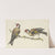 Two goldfinches by J. H. Van Loon