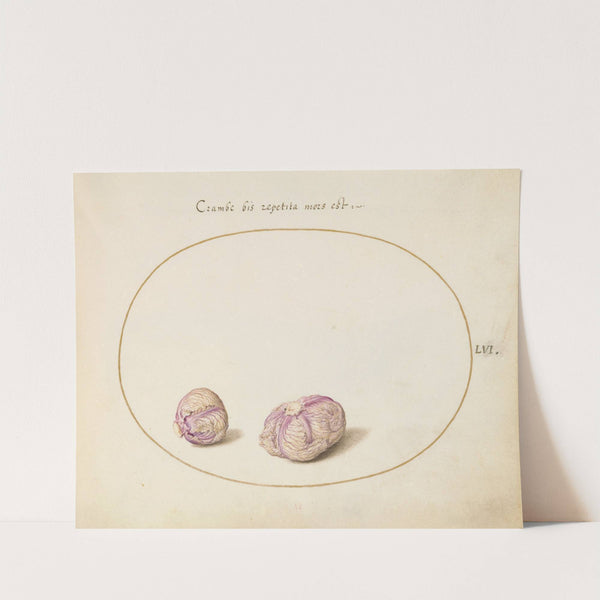 Two Heads of Cabbage (1575-1590) by Joris Hoefnagel