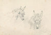 Two Heads of Donkeys