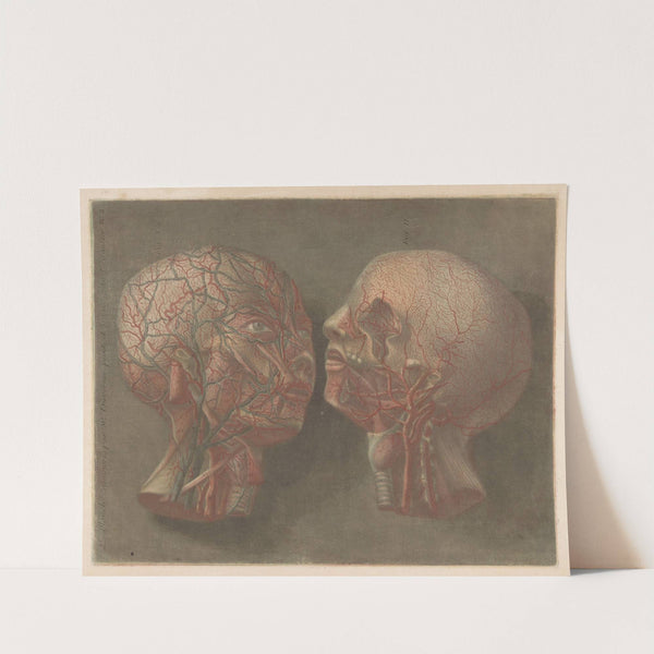 Two heads with veins visible by Jacques Fabien Gautier d'Agoty