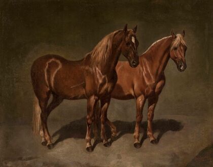 Two horses
