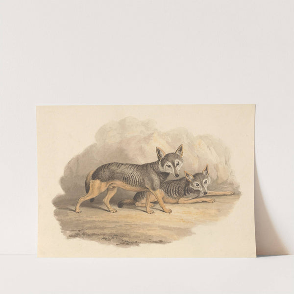 Two Hyenas by Samuel Howitt