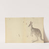 Two Kangaroos with Details. by James Sowerby