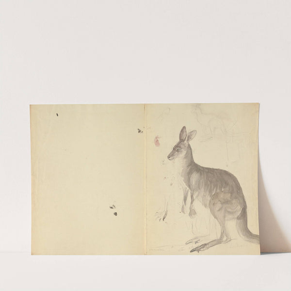 Two Kangaroos with Details. by James Sowerby