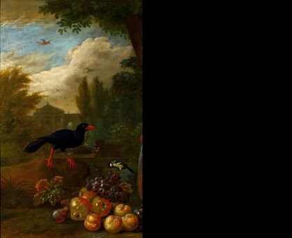 Two Macaws, a Cockatoo and a Jay, with Fruit (1710)