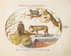 Two Monkeys, an ‘Arctopithecus'(Sloth) and Fruit (1575-1590)