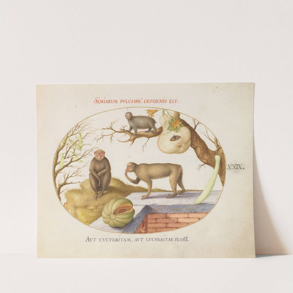 Two Monkeys, an ‘Arctopithecus'''(Sloth) and Fruit (1575-1590) by Joris Hoefnagel