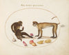 Two Monkeys (1575-1590)