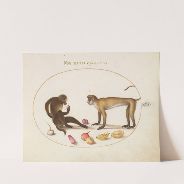 Two Monkeys (1575-1590) by Joris Hoefnagel