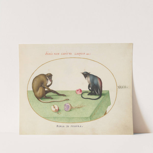 Two Monkeys on a Table (1575-1590) by Joris Hoefnagel