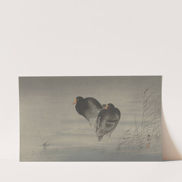 Two moorhens (1900 - 1930) by Ohara Koson