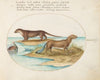 Two Otters and a Beaver (1575-1590)
