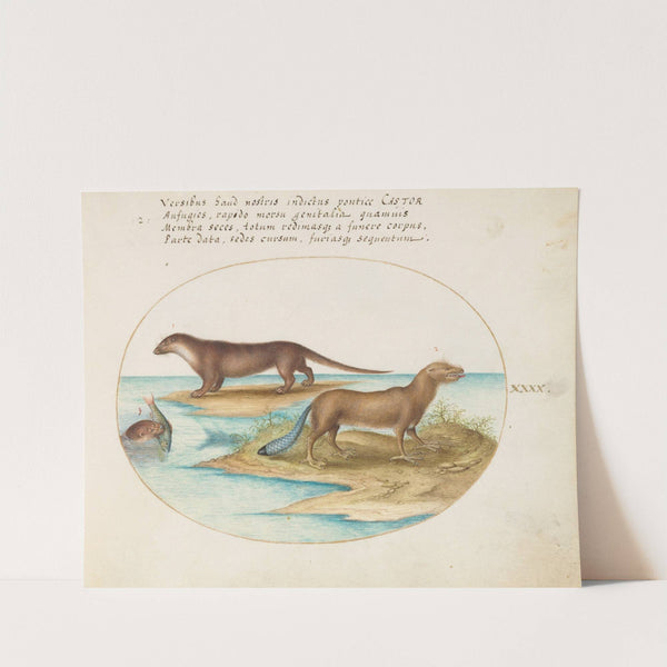 Two Otters and a Beaver (1575-1590) by Joris Hoefnagel