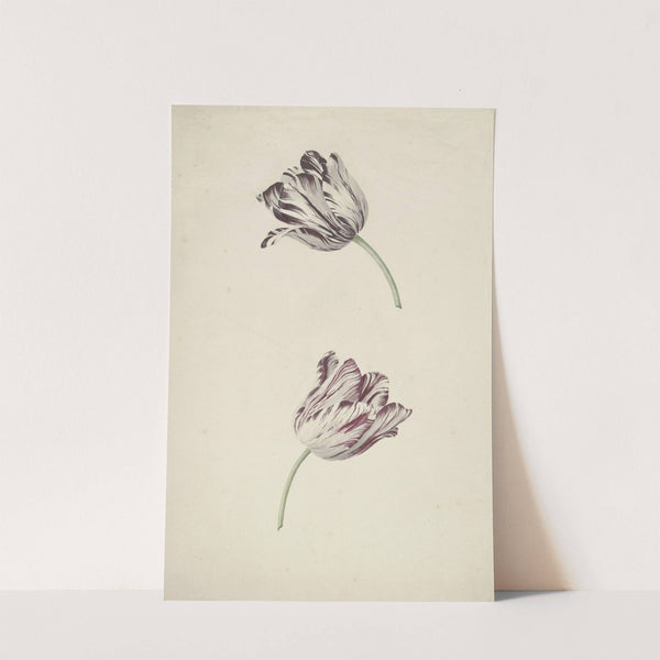 Two Red-and-white Tulips by Jan Laurensz. van der Vinne