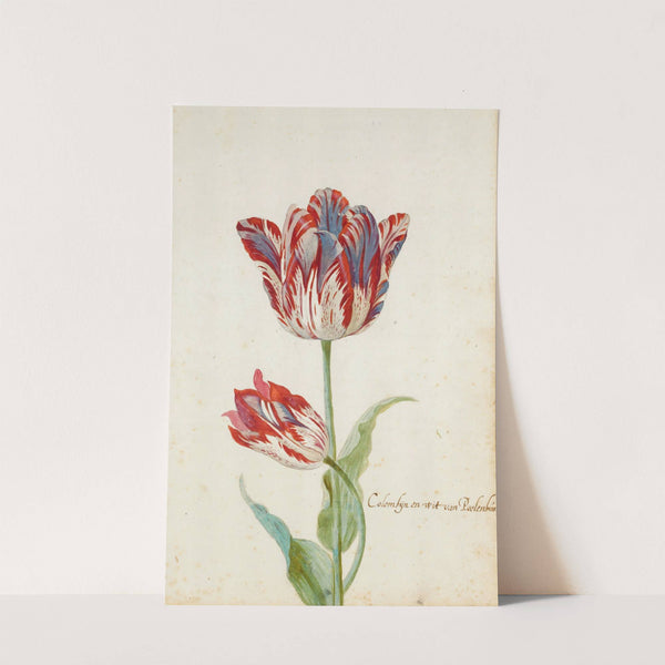 Two Red And White Tulips by Jacob Marrel