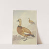 Two red ducks by Aert Schouman