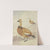 Two red ducks by Aert Schouman