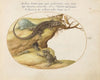 Two Sand Lizards, a Common Parsley Frog, and a Caterpillar (1575-1590)
