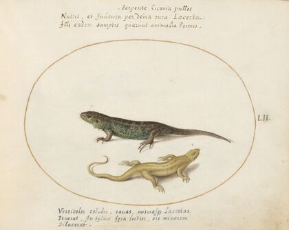 Two Sand Lizards (1575-1590)