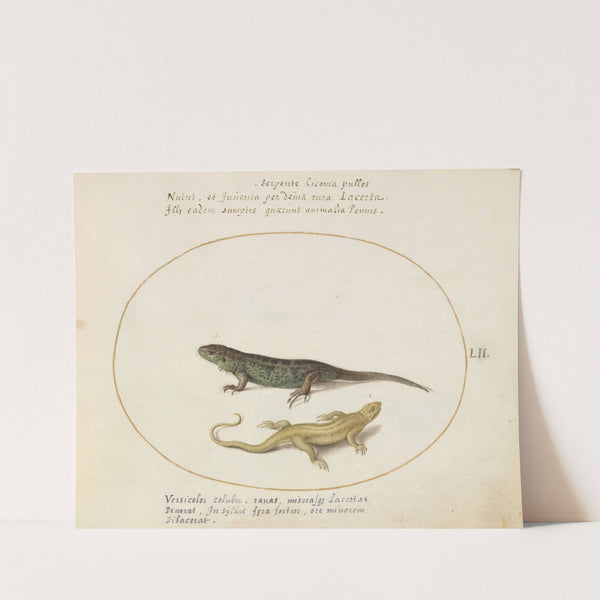 Two Sand Lizards (1575-1590) by Joris Hoefnagel