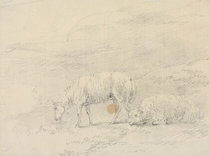 Two Sheep