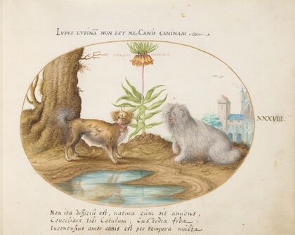 Two Small Dogs with a Crown Imperial (1575-1590)