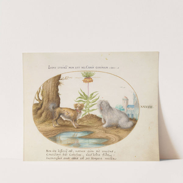 Two Small Dogs with a Crown Imperial (1575-1590) by Joris Hoefnagel