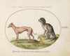 Two Spotted Hounds (1575-1590)