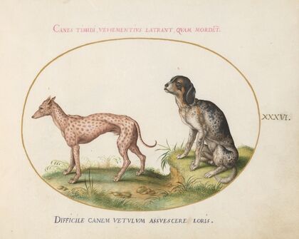 Two Spotted Hounds (1575-1590)