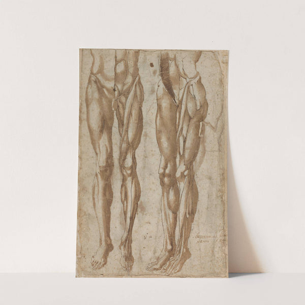 Two Studies of a Flayed Man (recto) by Bartolommeo da Arezzo