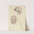 Two Studies of a Poppy by Elias van Nijmegen