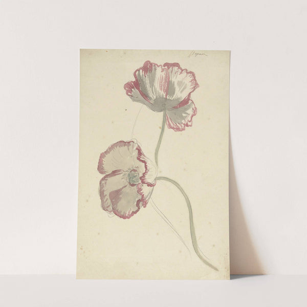 Two Studies of a Poppy by Elias van Nijmegen